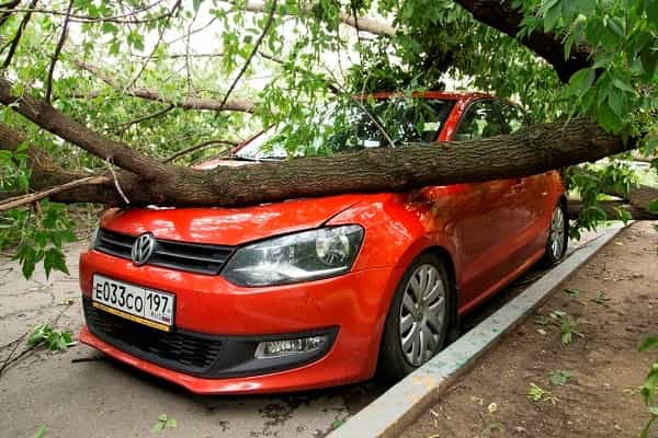 На машину упало дерево